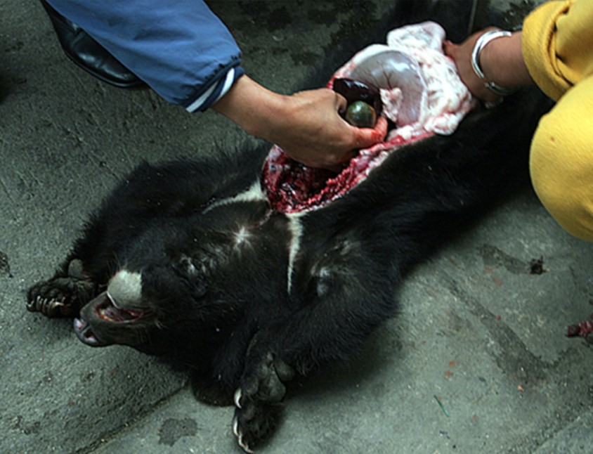 Bear bile extract
