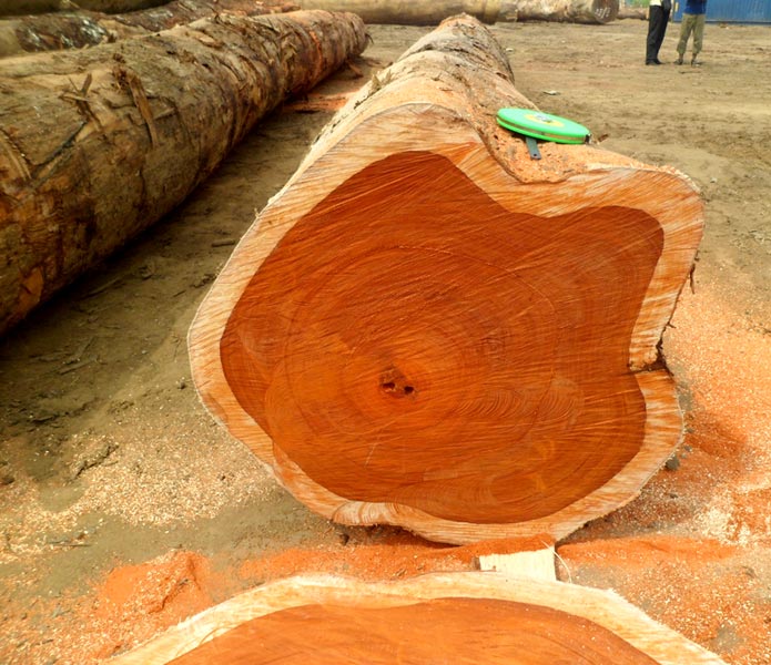Teak-Wood-Round-Logs-Swan-Timber-Logs