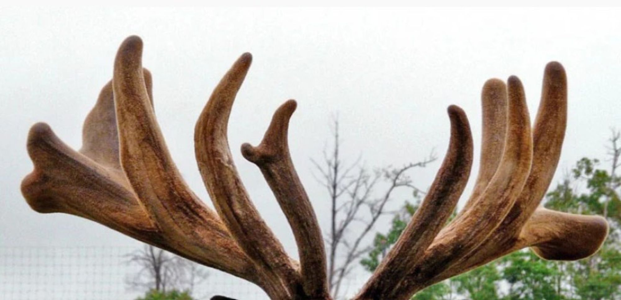 deer antlers.jpg11