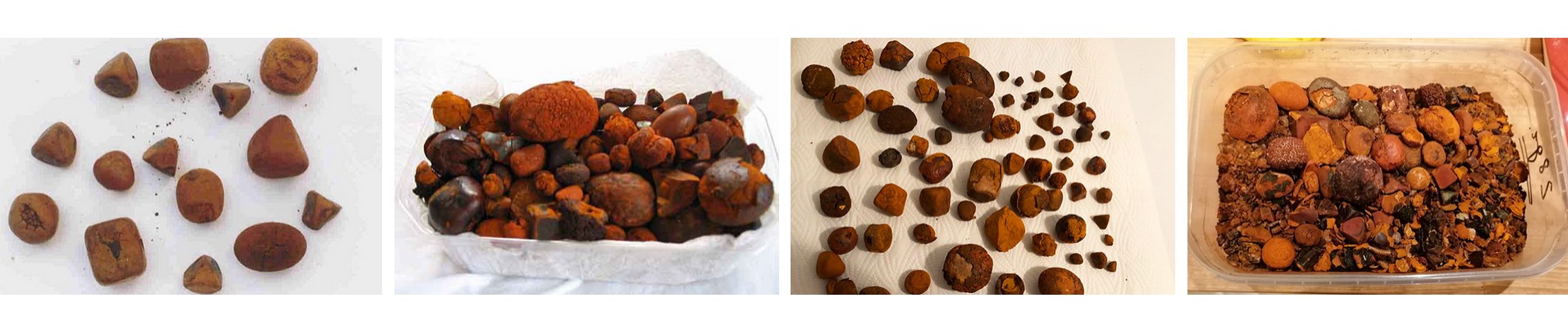 ox gallstones