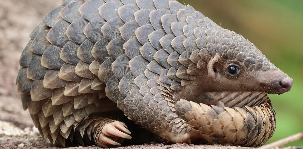 pangolin-333