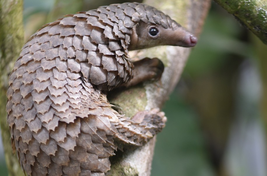 pangolin