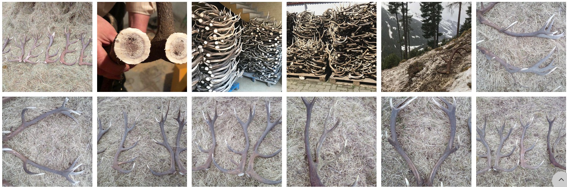 red deer antlers