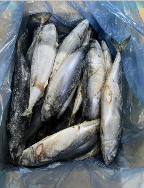 frozen mackerel