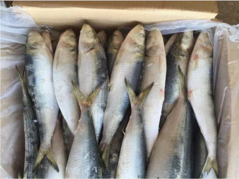 frozen sardine fish.jpg1