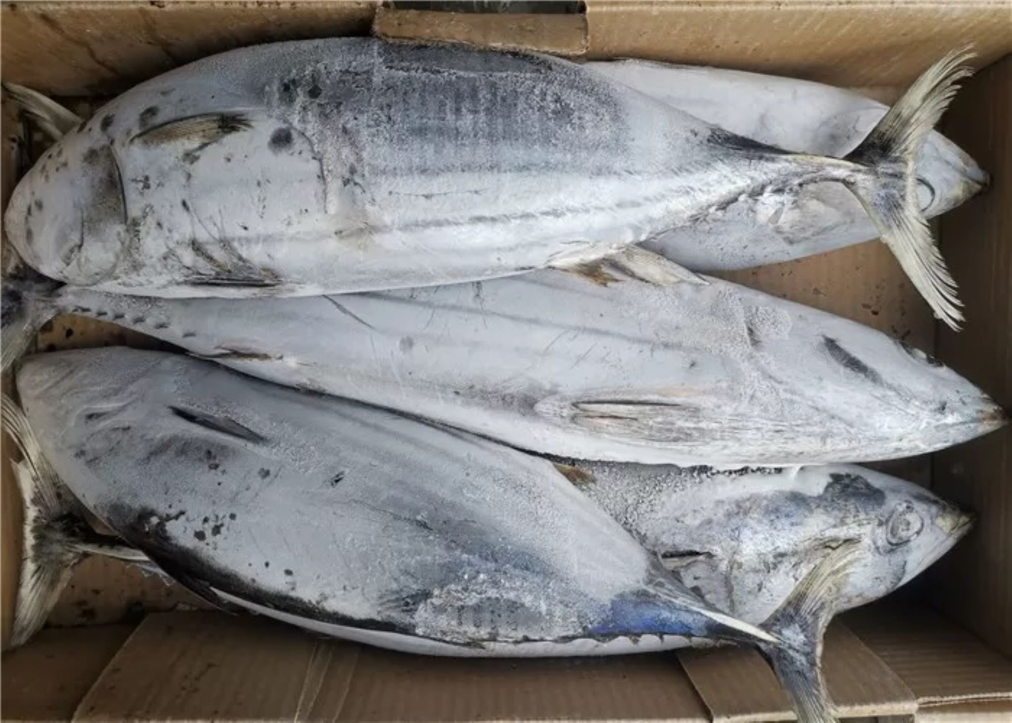 frozen_skipjack_tuna